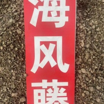 海风藤符合2020年药典风沙藤大风藤海风藤粉代客磨粉