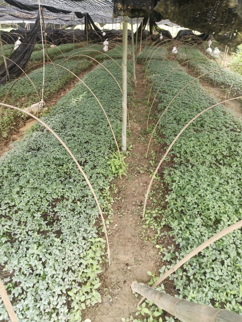 基地热销中药材竹节参种苗(四川品种)支持实地考察一手货愿