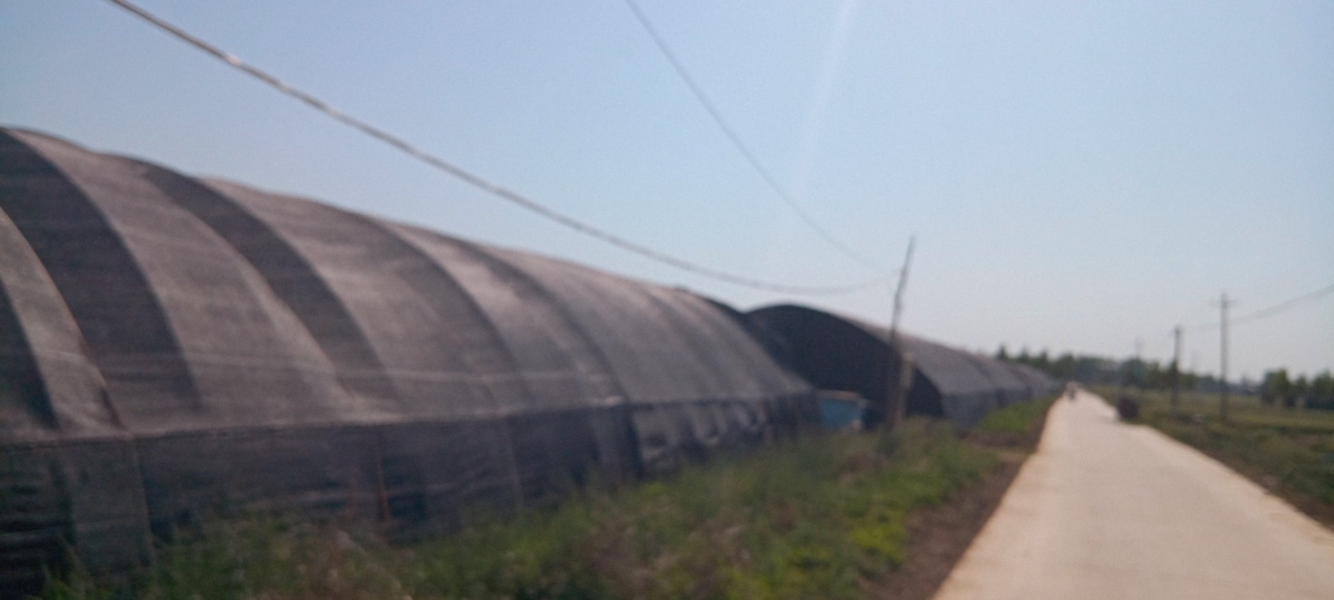 展示泰国或中国南方地区规模化种植的耐热旱黄瓜田块,体现其适应高温环境的生长优势 泰国耐热旱黄瓜种植基地