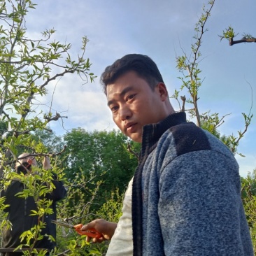 主营老白腊，冬枣树