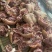带皮牛头肉，工去油去淋巴，厂家直供，价格合适量大从优