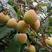 灵山荔枝苗，正品桂花香早熟品种，产量高庭院可种植