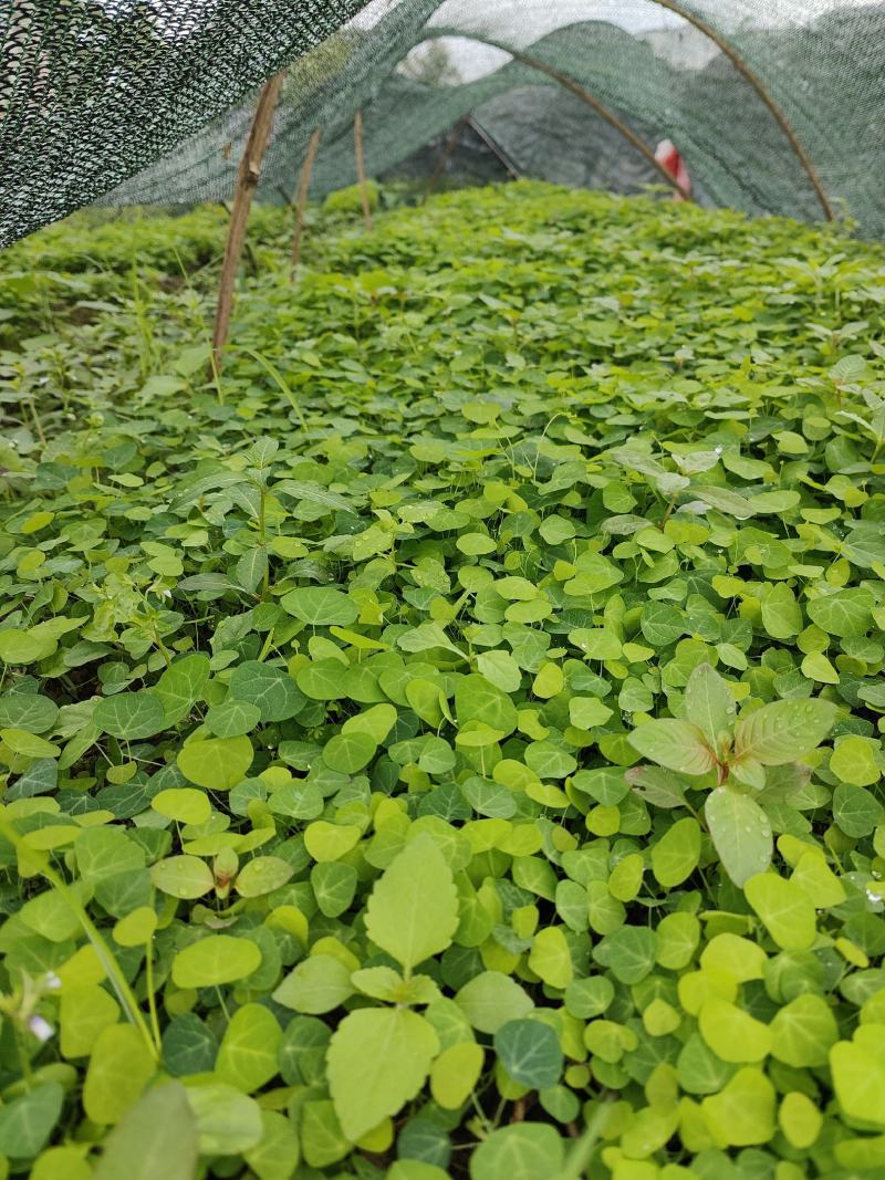 粉防己苗，采摘多年老树种子，成活率高，免费提供种植技术