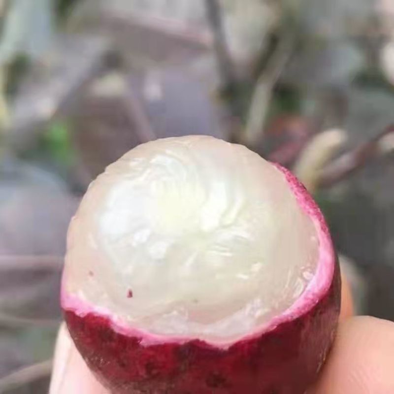 红皮龙眼嫁接苗，双季开花结果，果大，核小