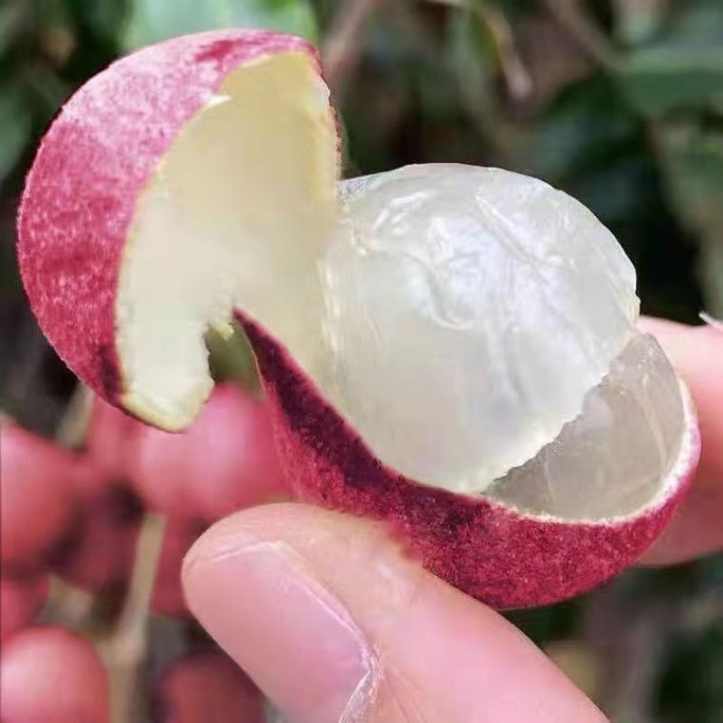 红皮龙眼嫁接苗，双季开花结果，果大，核小