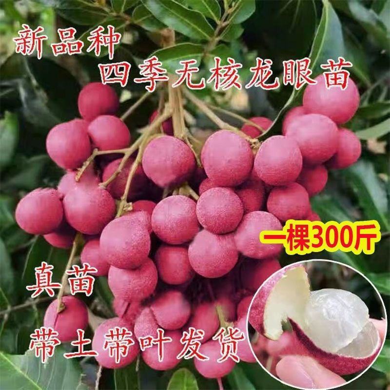 红皮龙眼嫁接苗，双季开花结果，果大，核小
