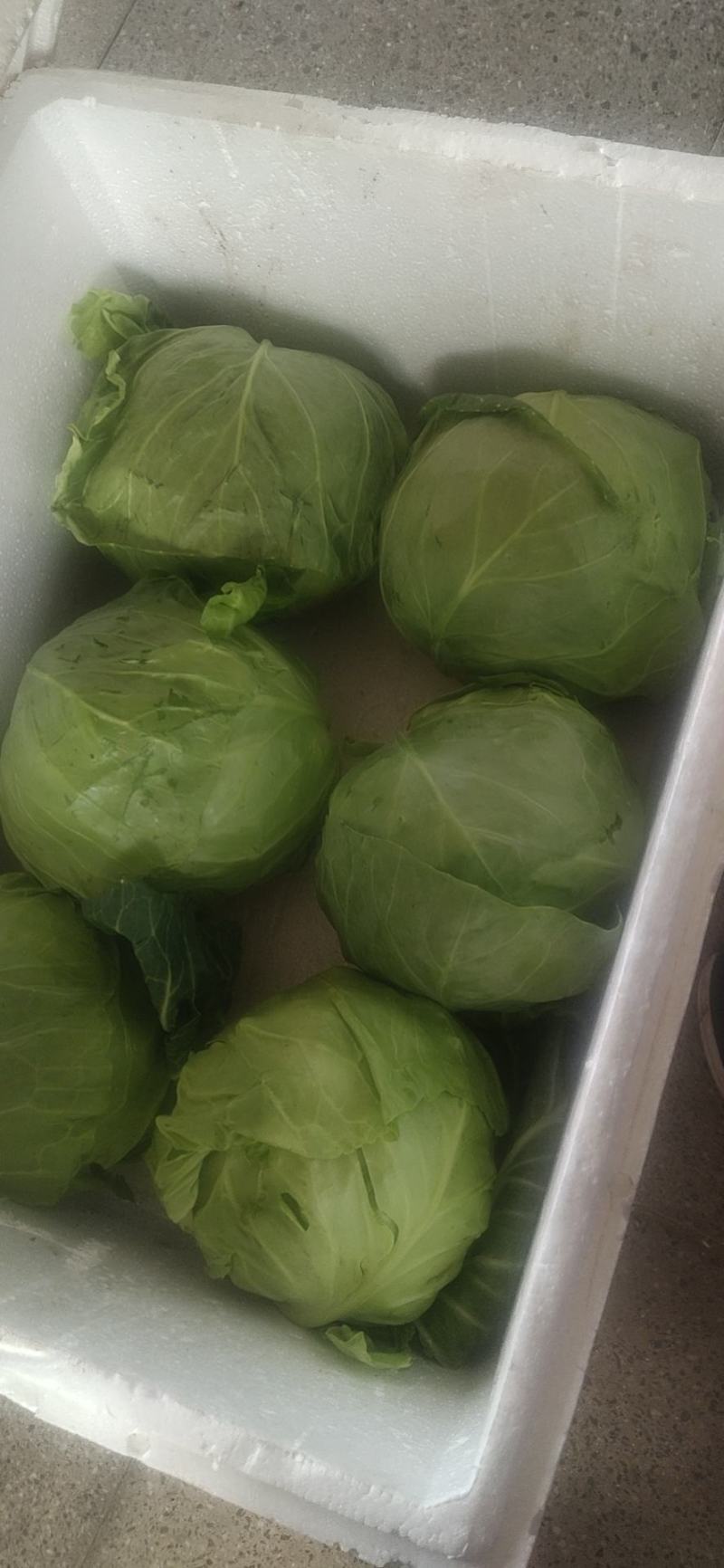包菜甘蓝