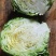 包菜甘蓝