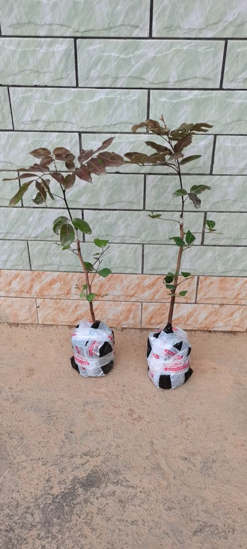 红皮龙眼嫁接苗，双季开花结果，果大，核小