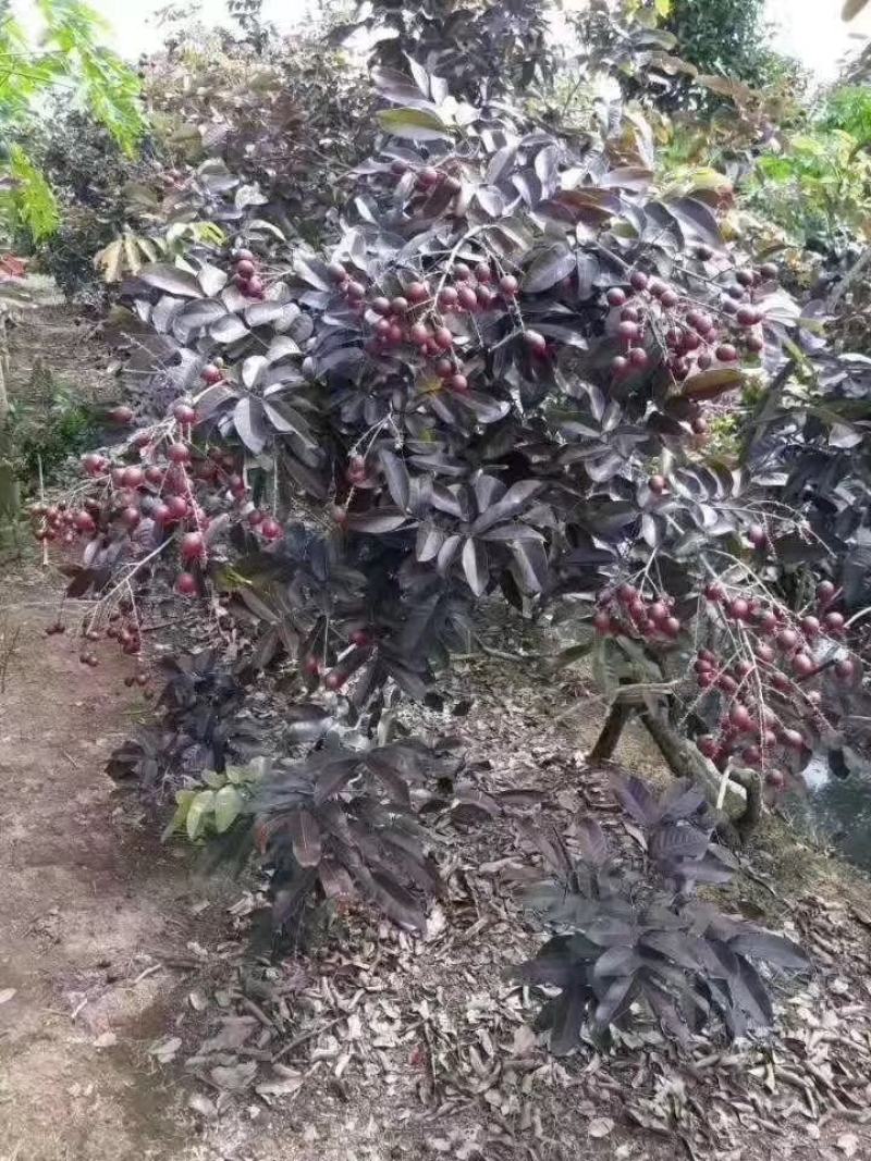 红皮龙眼嫁接苗，双季开花结果，果大，核小
