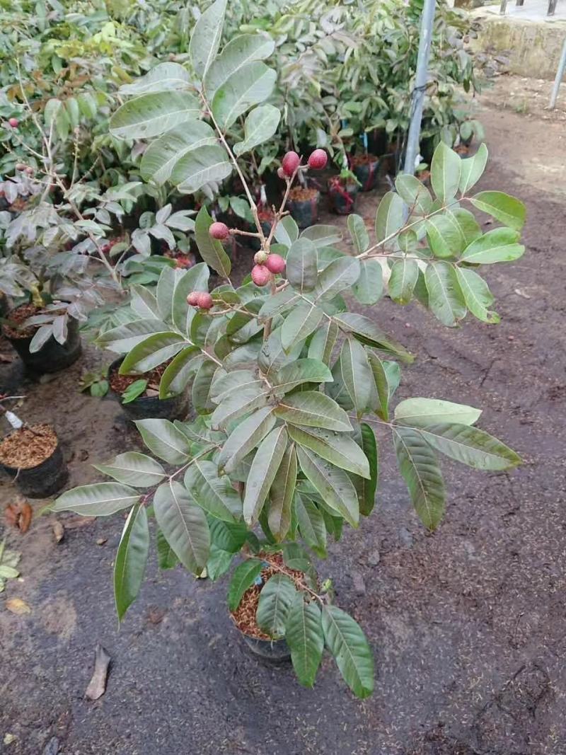 红皮龙眼嫁接苗，双季开花结果，果大，核小