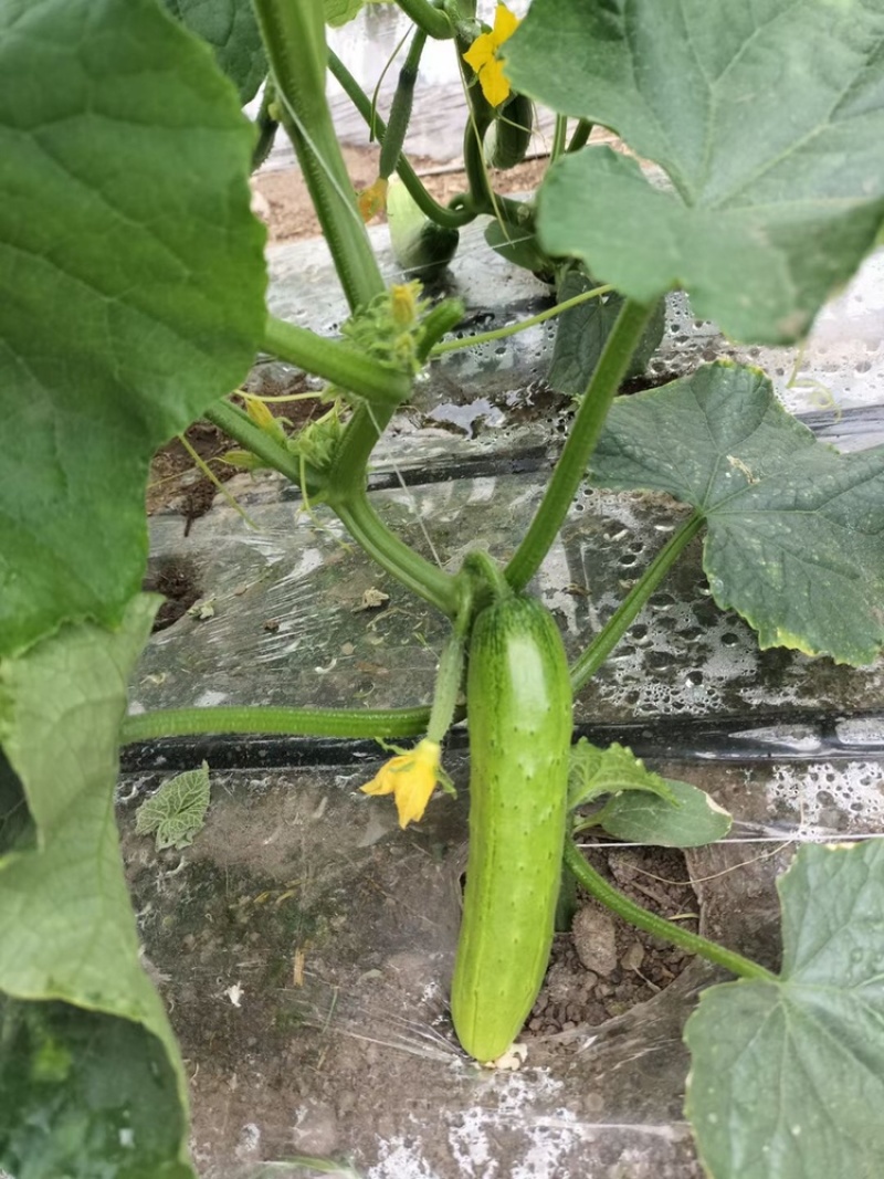 万亩蔬菜基地旱黄瓜大量上市