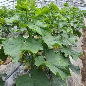 万亩蔬菜基地旱黄瓜大量上市