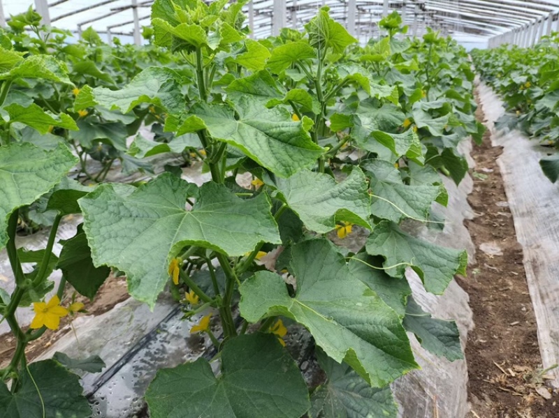 万亩蔬菜基地旱黄瓜大量上市