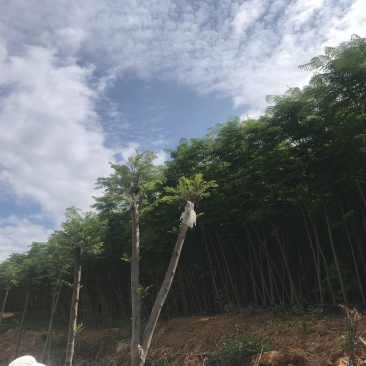 2万棵凤凰树