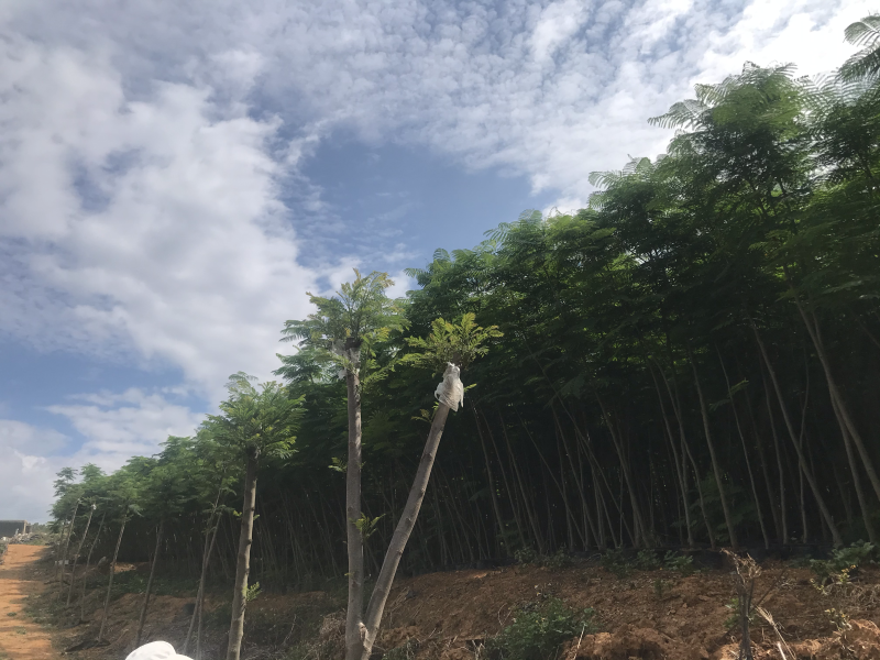 2万棵凤凰树
