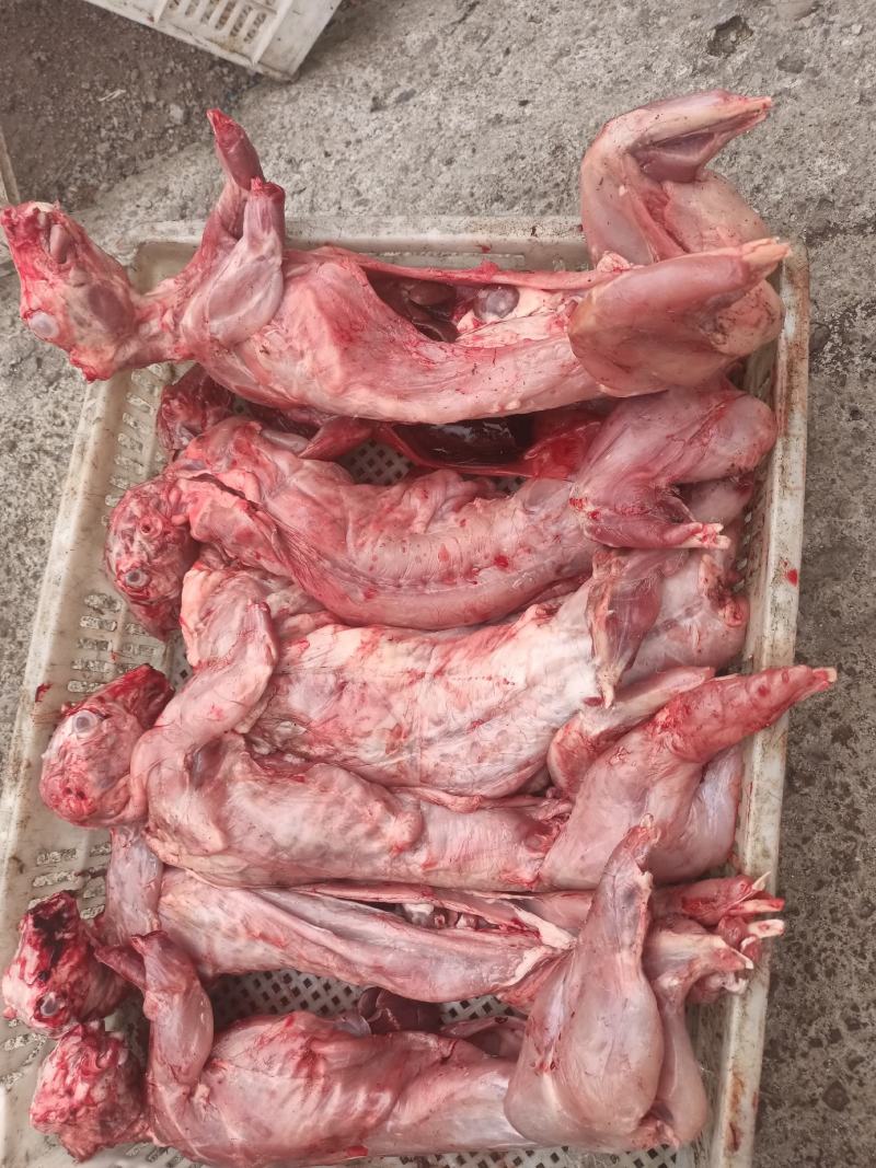 兔肉