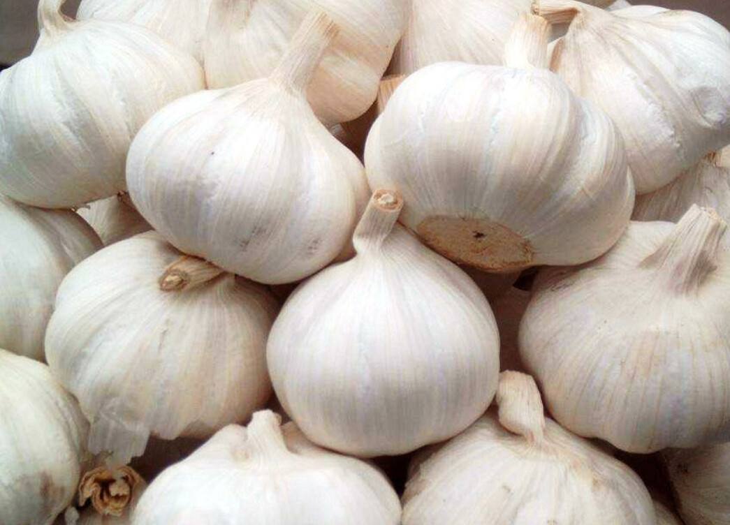 大蒜切片与营养成分图解