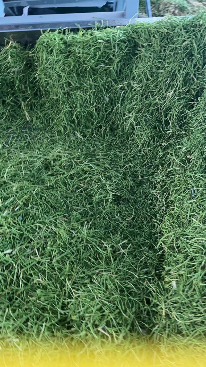 野生金银花特一级农家太阳晒烘干