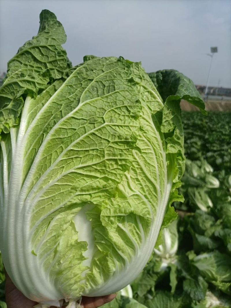 【精品】湖北白菜大白菜黄心白菜一手货源保质保量