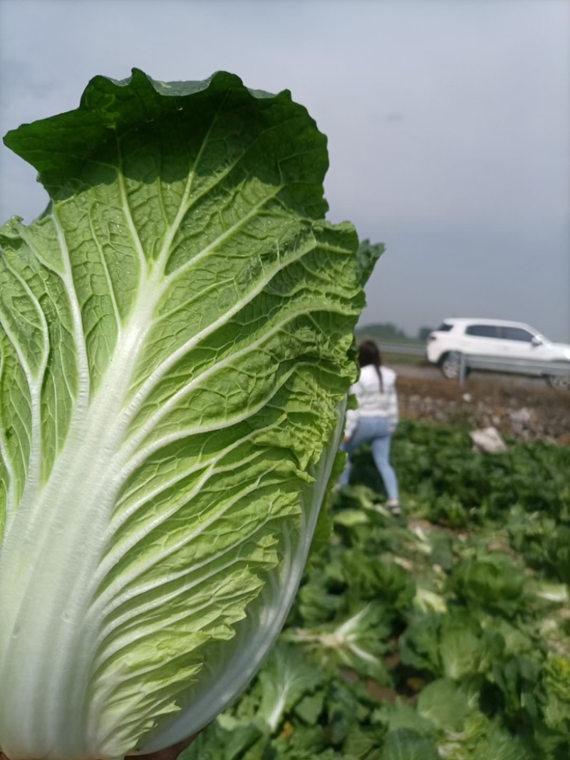 【精品】湖北白菜大白菜黄心白菜一手货源保质保量