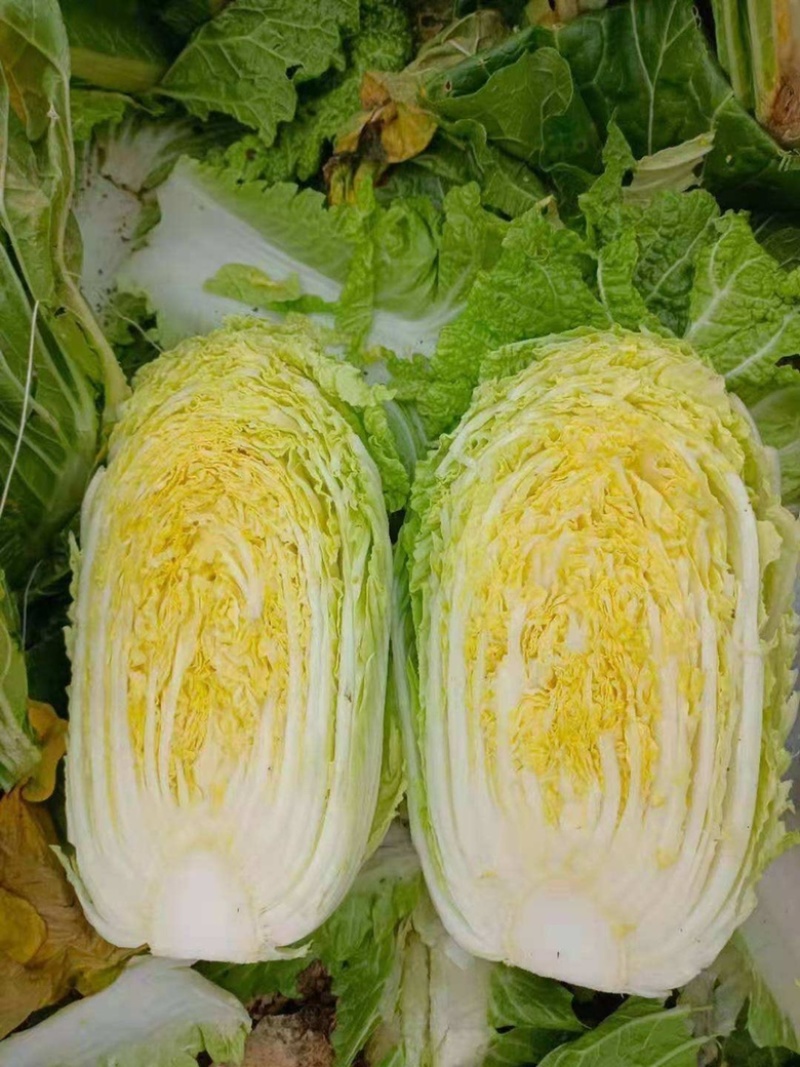 【精品】湖北白菜大白菜黄心白菜一手货源保质保量