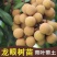 四季龙眼嫁接苗，双季开花结果，石峡龙眼嫁接苗