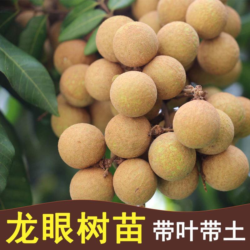 四季龙眼嫁接苗，双季开花结果，石峡龙眼嫁接苗