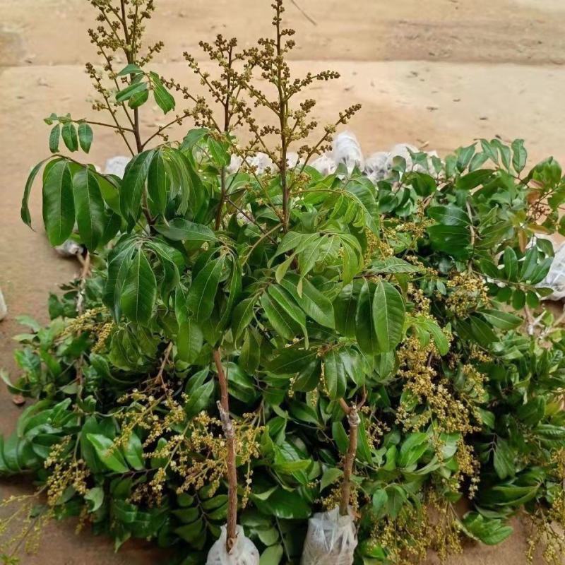四季龙眼嫁接苗，双季开花结果，石峡龙眼嫁接苗
