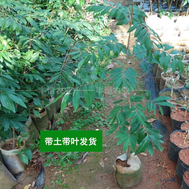 四季龙眼嫁接苗，双季开花结果，石峡龙眼嫁接苗