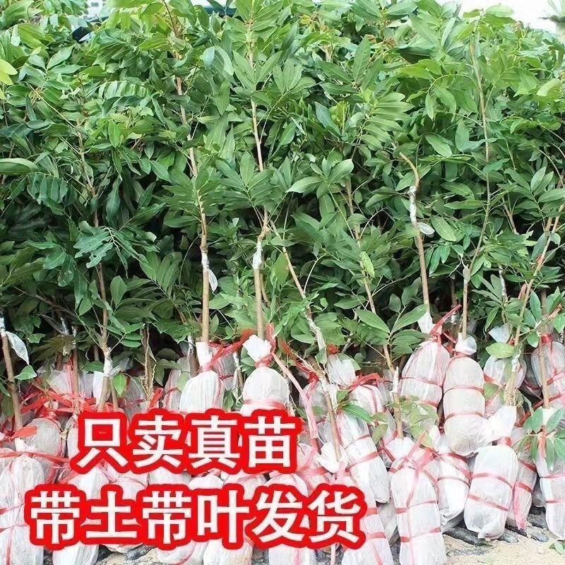 四季龙眼嫁接苗，双季开花结果，石峡龙眼嫁接苗