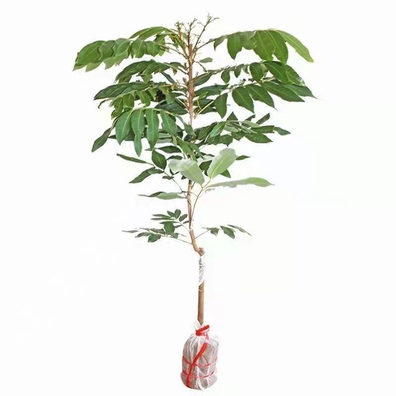 四季龙眼嫁接苗，双季开花结果，石峡龙眼嫁接苗