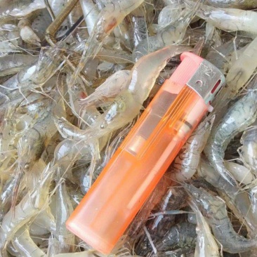 河虾，精品淮河小河虾，新鲜干净，活虾冷冻，2斤一袋。