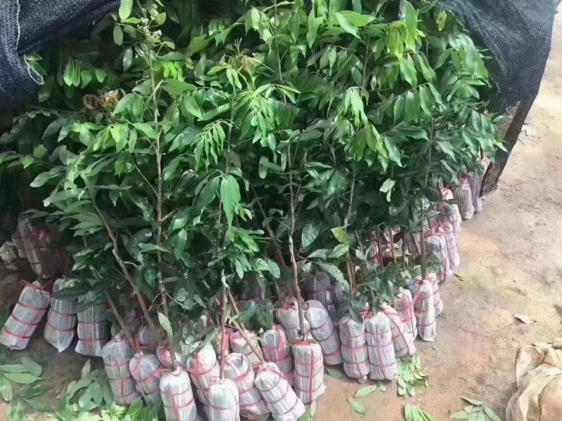 四季龙眼嫁接苗，双季开花结果，石峡龙眼嫁接苗