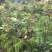 四季龙眼嫁接苗，双季开花结果，石峡龙眼嫁接苗