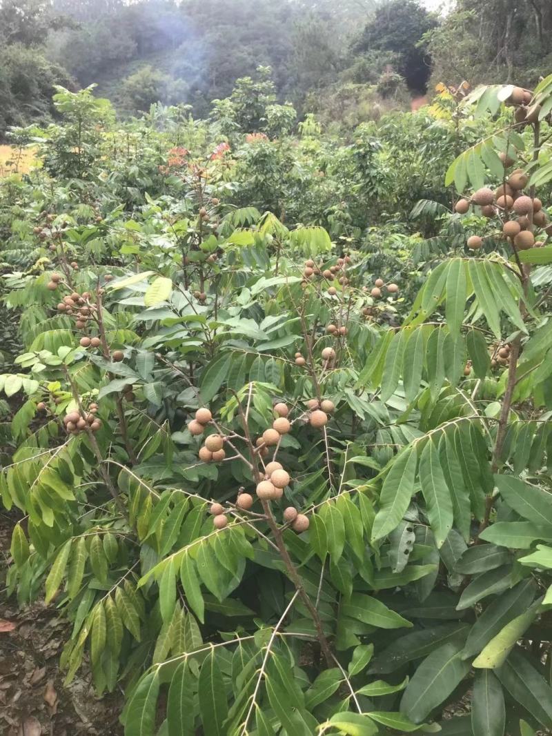 四季龙眼嫁接苗，双季开花结果，石峡龙眼嫁接苗