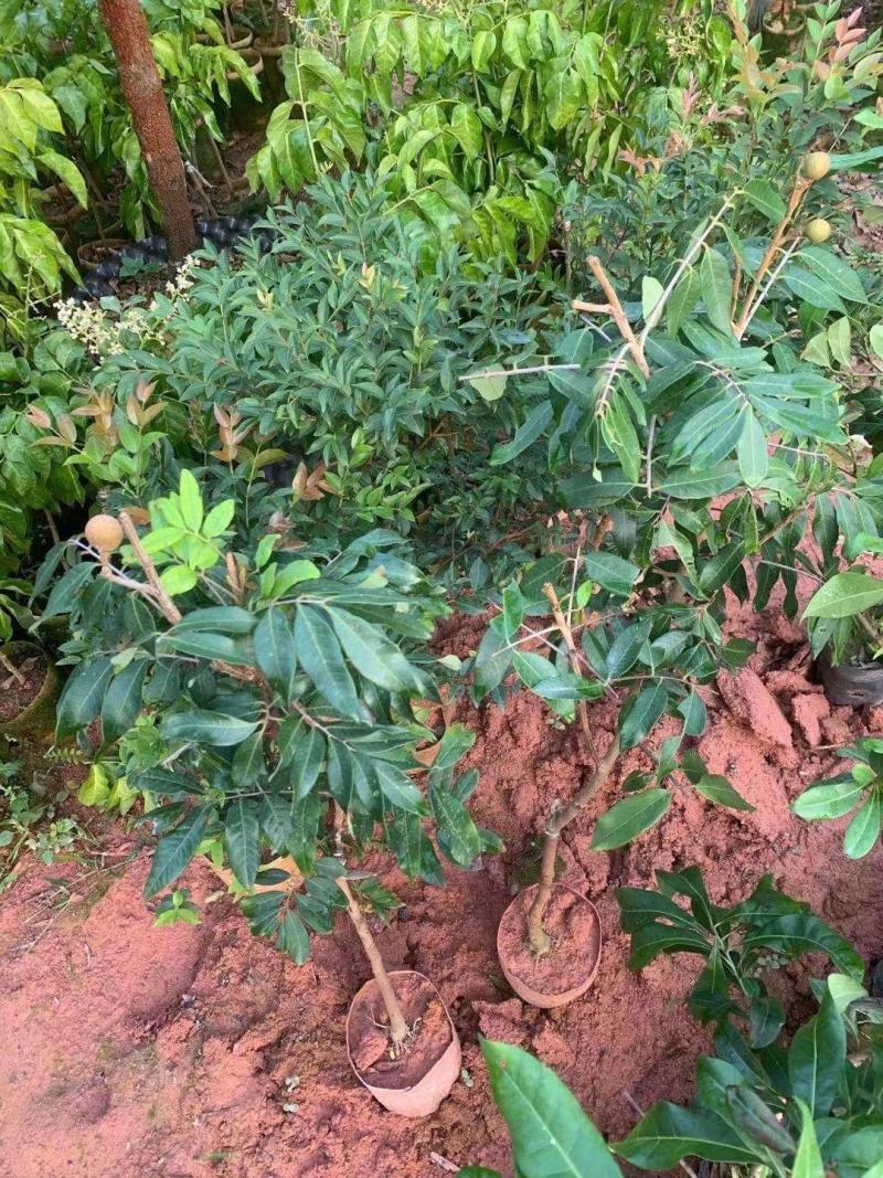 四季龙眼嫁接苗，双季开花结果，石峡龙眼嫁接苗