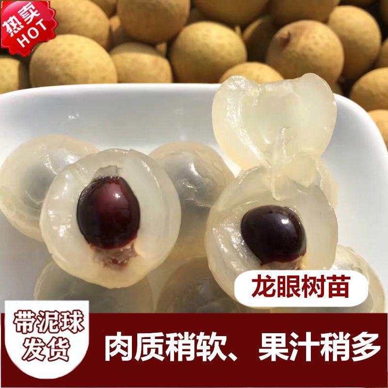 四季龙眼嫁接苗，双季开花结果，石峡龙眼嫁接苗