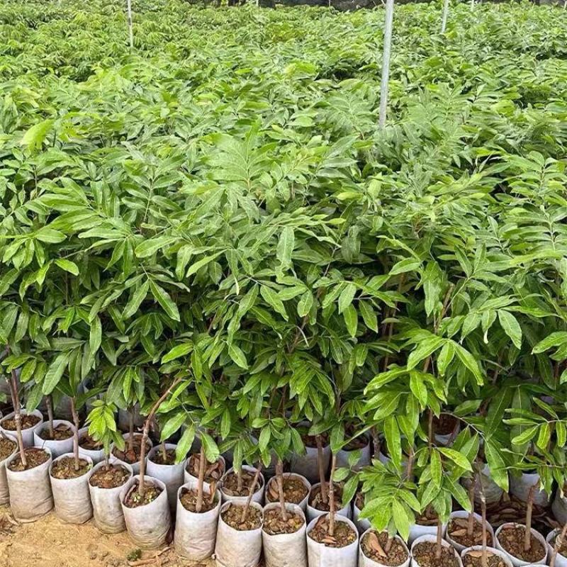 四季龙眼嫁接苗，双季开花结果，石峡龙眼嫁接苗