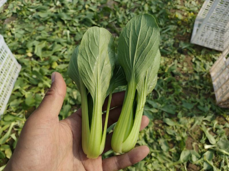 精品快菜对接电商市场商超食品厂常年供应保质保量
