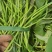 优质西瓜红红薯苗，红薯苗
