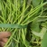 优质西瓜红红薯苗，红薯苗