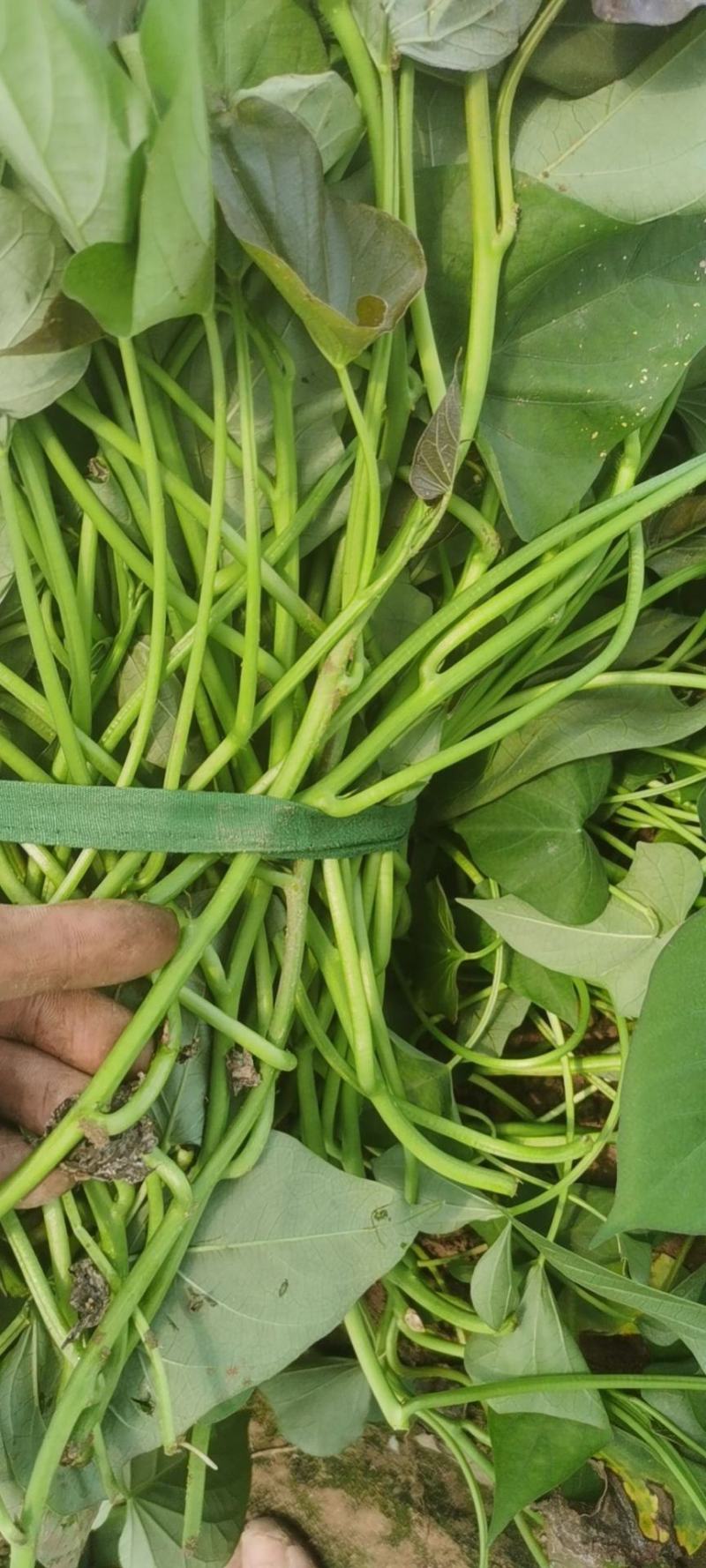 优质西瓜红红薯苗，红薯苗