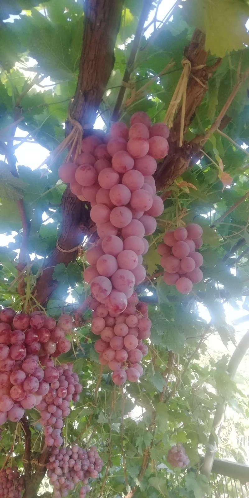 红提葡萄
