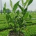 栀子花基地供应栀子花,大叶中叶小叶牡丹栀子花丰香