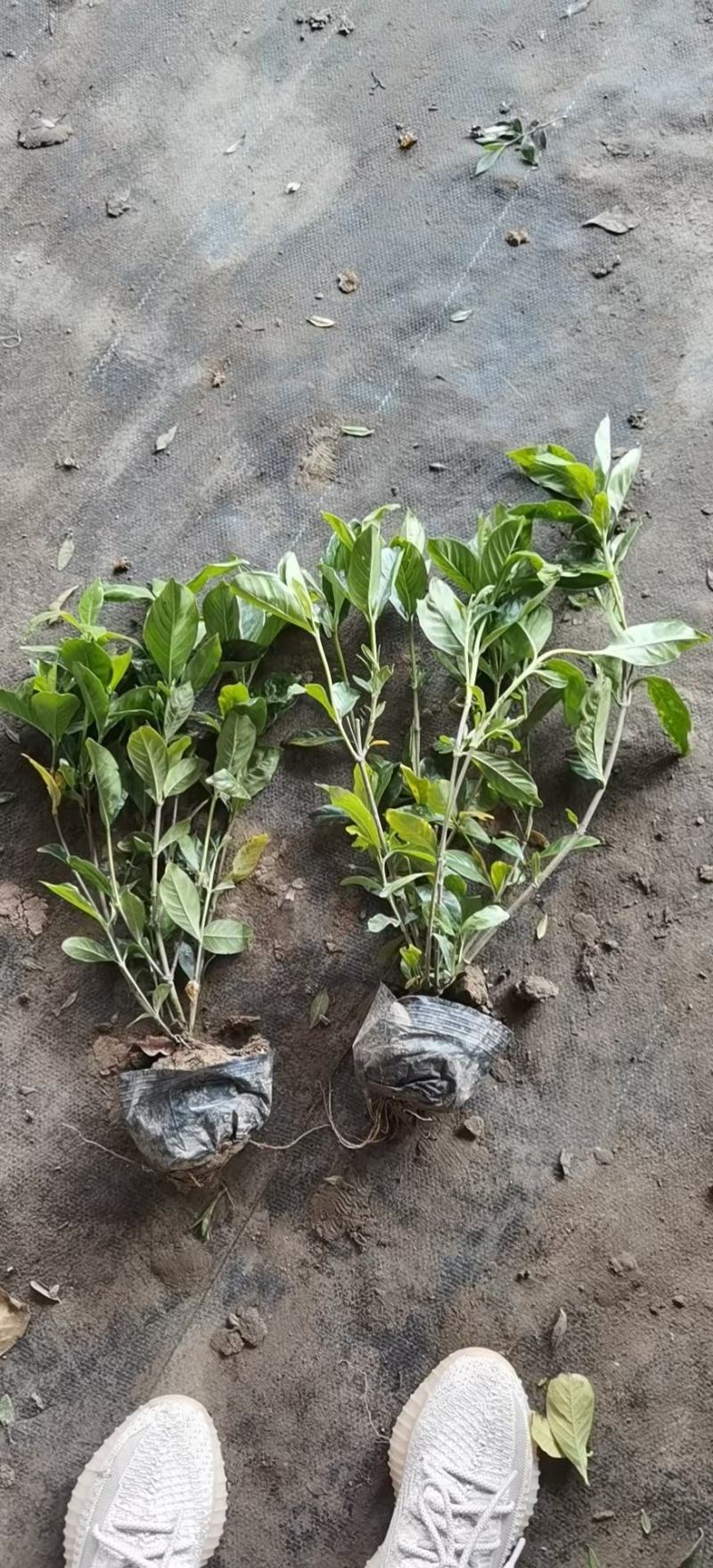 栀子花基地供应栀子花，大叶中叶小叶牡丹栀子花丰香