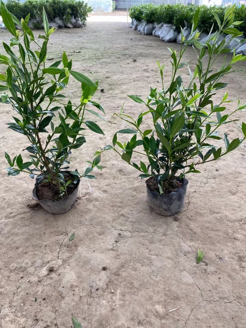 栀子花基地供应栀子花，大叶中叶小叶牡丹栀子花丰香