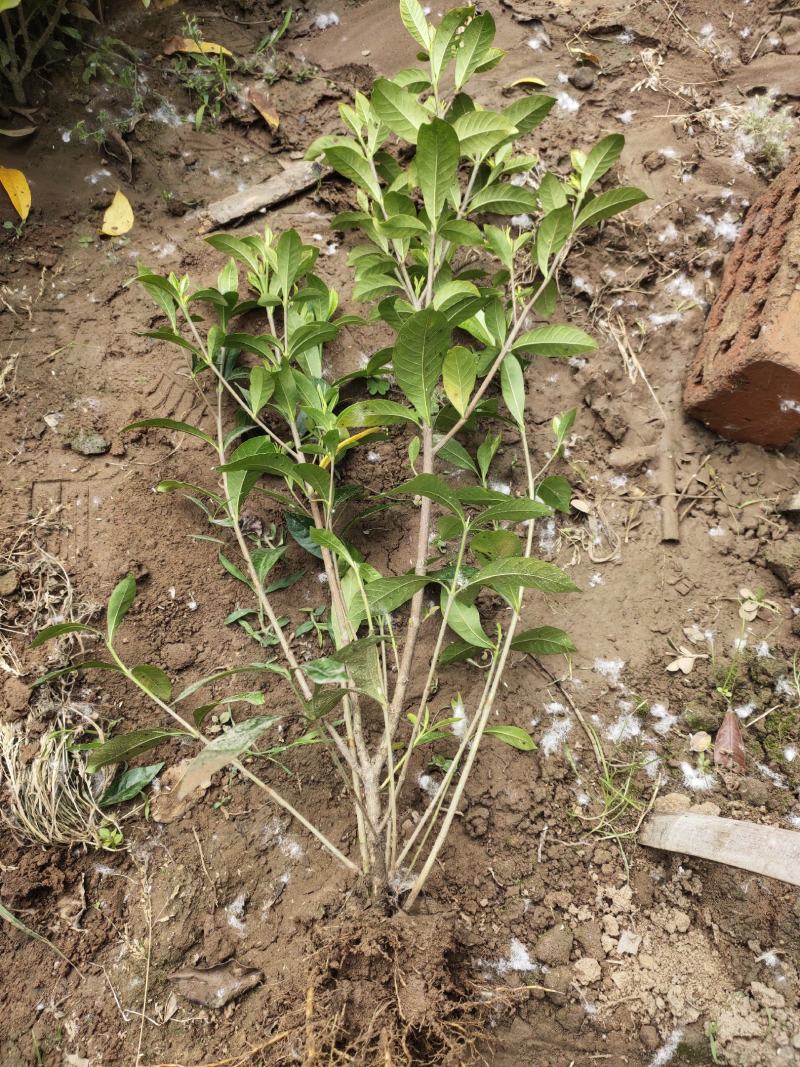 栀子花基地供应栀子花，大叶中叶小叶牡丹栀子花丰香