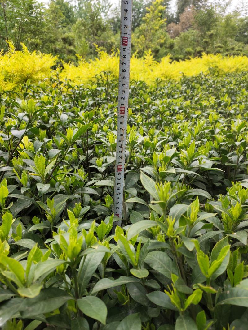栀子花基地供应栀子花，大叶中叶小叶牡丹栀子花丰香