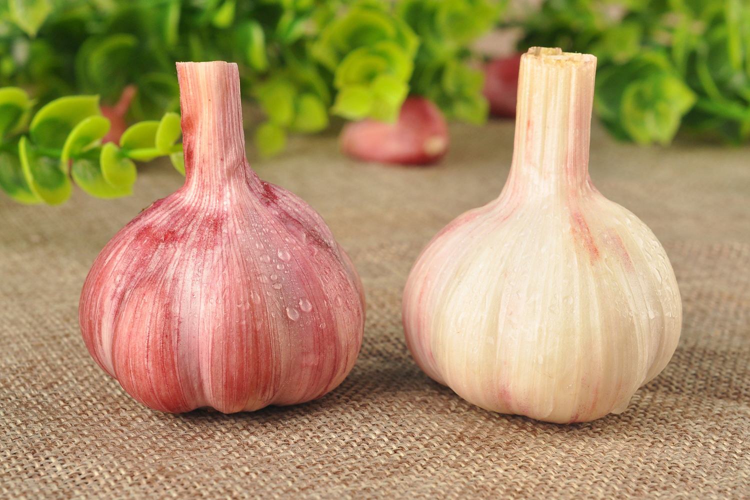 红葱与蒜头对比图